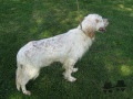 Setter Anglais RADENTIS GRETA Setter Anglais RADENTIS GRETA
